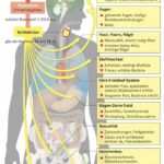 Farbige Grafik mit exakten Werten einer Schilddrüsenunterfunktion und Schilddrüsenüberfunktion Farbige Grafik mit exakten Werten einer Schilddrüsenunterfunktion und Schilddrüsenüberfunktion