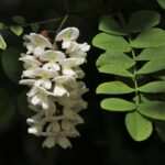 Bulimie überwinden durch Hypnose: Eine Erfolgsgeschichte