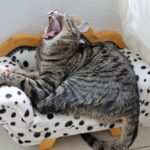 Wie Hypnose bei Burnout helfen kann: Ein Erfahrungsbericht