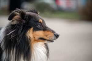 Hypnose als Heilmittel gegen Bulimie: Untersuchungen und Ergebnisse