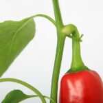 Wie Hypnose bei Naschgelüsten helfen kann