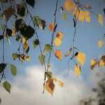 Bulimie bekämpfen mit Hypnotherapie: Eine bewährte Methode