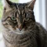 Angststörungen und Burnout: Umgang mit körperlichen Symptomen