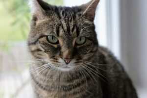 Angststörungen und Burnout: Umgang mit körperlichen Symptomen