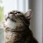 Hypnose als Therapieansatz bei emotionalen Störungen