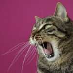 So lässt sich Stress mit Hypnose effektiv reduzieren