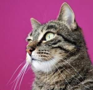 Hypnose als Weg zur Burnout-Prävention und Selbstheilung