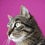 Hypnose als Burnout-Therapie: Wie Selbstliebe und Selbstakzeptanz den Heilungsprozess fördern