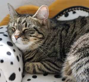 Traumatherapie als effektive Behandlungsform bei Burnout-Symptomen