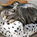 Mehr Achtsamkeit im Alltag: Warum Gedankenhygiene vor Burnout schützt