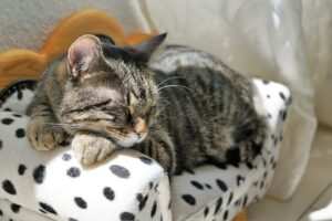 Burnout bekämpfen mit Hypnose: Perspektivwechsel durch Trancezustände