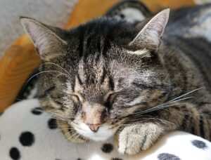 Hypnose und Achtsamkeit: Wie Sie sich durch gezielte Übungen im Moment verankern