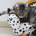 Selbstheilung aktivieren: 5 Schritte zur Gesundheit