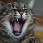 Mit Hypnose zu innerer Balance – Finde deine Ruhe und Kraft