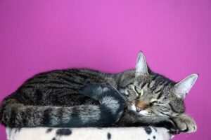 Visualisierungstechniken bei Burnout: Wie sie helfen können