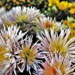 Bulimie und Hypnose: Wie Sie wieder gesund werden können