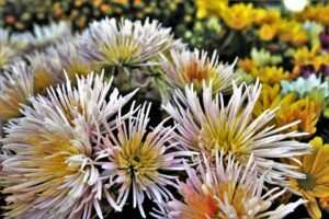 Bulimie und Hypnose: Wie Sie wieder gesund werden können