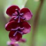 Daumenlutschen als Symptom für Stress und Angststörungen bei Erwachsenen