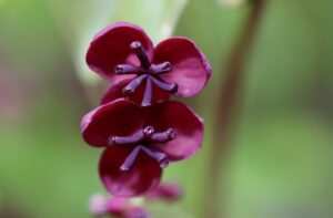Daumenlutschen als Symptom für Stress und Angststörungen bei Erwachsenen