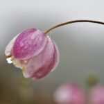 Wie Hypnotherapie bei Bulimie helfen kann