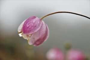 Wie Hypnotherapie bei Bulimie helfen kann