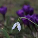 Bulimie besiegen: Eine umfassende Therapie mit Hypnose als zentraler Komponente