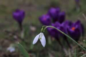 Bulimie besiegen: Eine umfassende Therapie mit Hypnose als zentraler Komponente