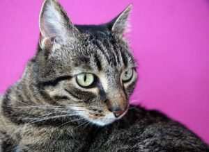 Den inneren Kritiker besiegen: Hypnose zur Stärkung des Selbstbewusstseins bei Burnout