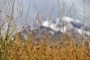 Hypnotherapie bei Bulimia nervosa: Eine vielversprechende Behandlungsoption