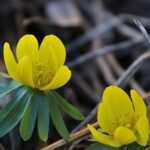 Bulimie und Hypnose: Persönliche Erfahrungen einer ehemals Betroffenen