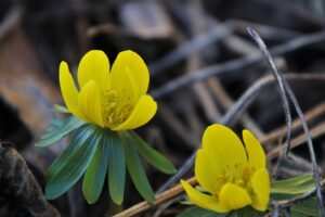 Bulimie und Hypnose: Persönliche Erfahrungen einer ehemals Betroffenen