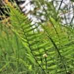 Hilfe bei Essanfällen: Bulimie mit Hypnose behandeln