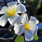 Hypnose als Ergänzung zur herkömmlichen Bulimie-Therapie