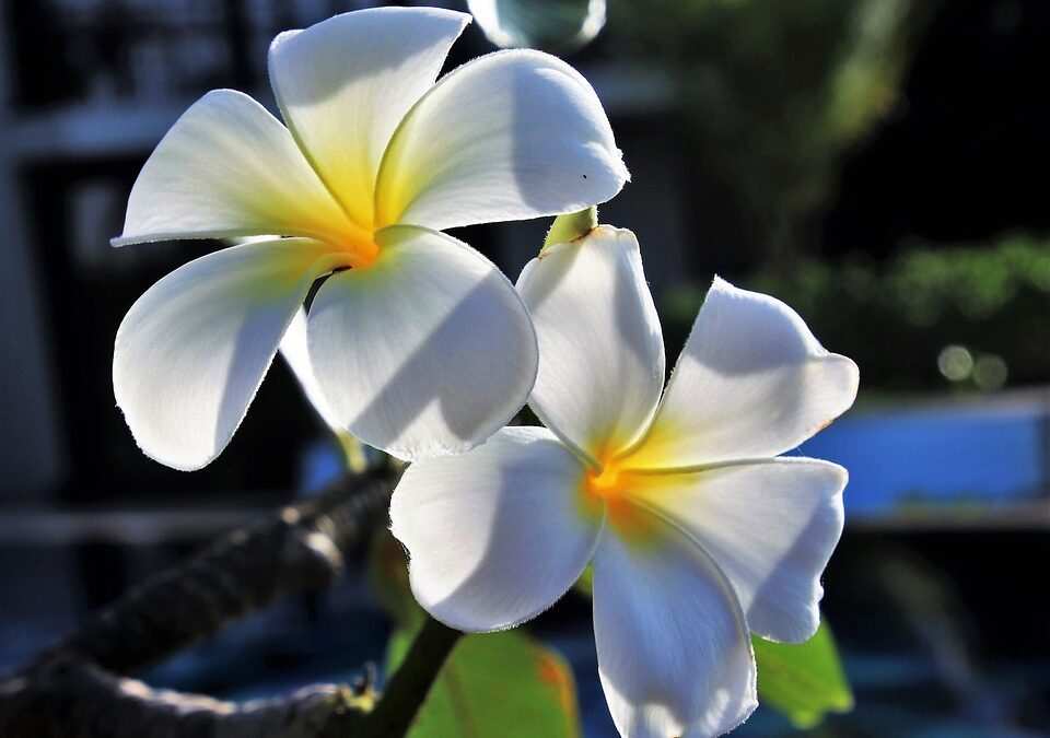 Hypnose als Ergänzung zur herkömmlichen Bulimie-Therapie