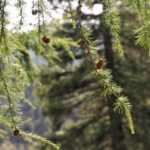 Hypnose als wirksame Alternative zu konventionellen Therapieansätzen bei Bulimie.