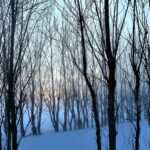 Erfolgreiche Behandlung von Bulimie durch Hypnotherapie: Eine Fallstudie