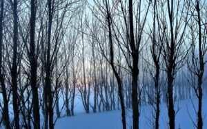 Erfolgreiche Behandlung von Bulimie durch Hypnotherapie: Eine Fallstudie