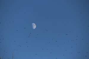 Fett weg mit Hypnose: Abnehmen für Frauen