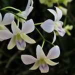 Hypnose bei Bulimie: Erfahrungsberichte und Erfolgsstories