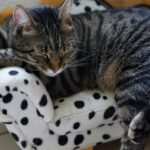 Hypnose zur Selbststeuerung: So verbessern Sie Ihr Selbstmanagement