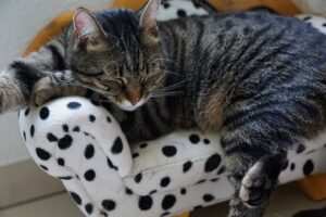 Hypnose zur Selbststeuerung: So verbessern Sie Ihr Selbstmanagement