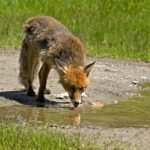 Hypnose gegen Essstörungen: Eine vielversprechende Methode bei Bulimie