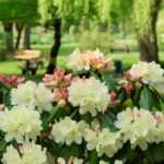 Entschleunigung als Heilmittel: Wie eine bewusste Verlangsamung des Lebens zu mehr Freude und Leichtigkeit bei Burnout führen kann