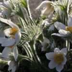 Hypnotherapie gegen Bulimie: Erfahrungsberichte und Erfolgsaussichten