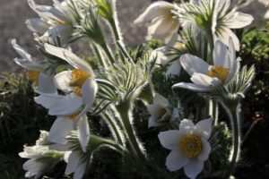 Hypnotherapie gegen Bulimie: Erfahrungsberichte und Erfolgsaussichten