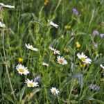 Bulimie und die Behandlung mit Hypnose – Wie die Ernährungsberatung unterstützend wirken kann