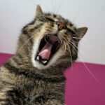 Mit Hypnose zur besseren Emotionsregulation: Erfahrungen und Erfolge