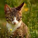 Die Macht der Suggestion: Warum Audio-Hypnose bei Tinnitus wirken kann