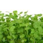 Gesundheit statt Süßigkeiten: Wie Hypnose zur Eliminierung von Zuckerabhängigkeit beitragen kann