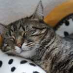 Die besten Entspannungstechniken in der Hypnose: Schritt für Schritt zur Tiefenentspannung